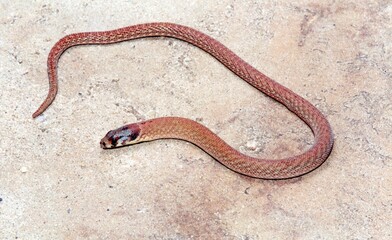 A red snake on the ground