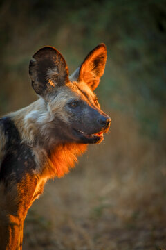 African Wild Dog (Lycaon pictus). Northern Tuli Game Reserve.  Botswana.