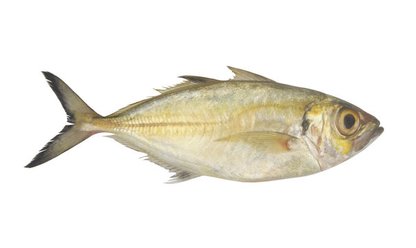 Bigeye Bass Fish Costume for Adults