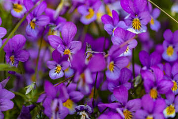 purple and yellow flowers