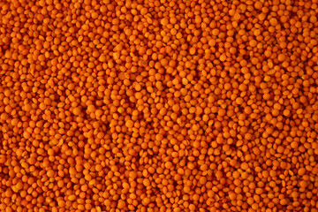 Lentils close-up as a background.