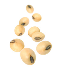 Soybeans levitate isolated on white background.