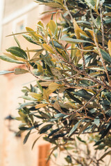 Close-up vom Olivenbaum Mallorca, Spanien