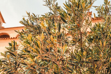 Close-up vom Olivenbaum Mallorca, Spanien