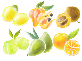 set of simple elements colored illustrations theme fruits and berries tropical colored in watercolor style for packaging design of cosmetics and menu on white background