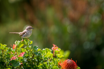 Karoo prinia or spotted prinia (Prinia maculosa) perched on a pincushion protea bush. Cape Town....