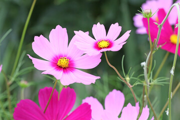 Pretty pink cosmos in flower.