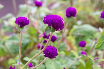 Fototapeta na wymiar 千日紅（紫）　globe amaranth Gomphrena globosa in the garden 
