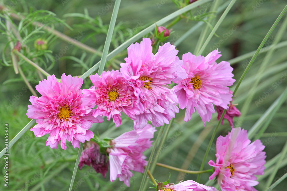 Wall mural pretty pink double cosmos in flower.