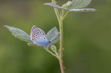 Many-eyed Amanda butterfly (Polyommatus amandas) on plant