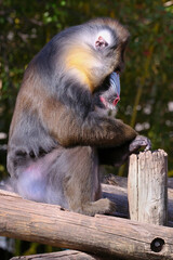Mandrill Sitting
