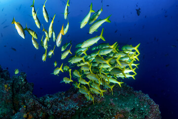 Fototapeta na wymiar School green fish swimming in blue ocean water tropical under water. Fishes in underwater wild animal world. Observation of wildlife Indian ocean. Scuba diving adventure in Maldives. Copy space