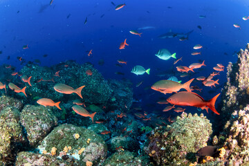 Fototapeta na wymiar School red fish swimming in blue ocean water tropical under water. Scuba diving adventure in Maldives. Fishes in underwater wild animal world. Observation of wildlife Indian ocean. Copy space