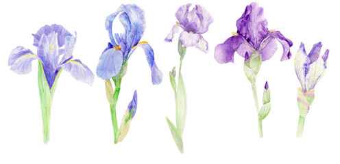 Obraz na płótnie Canvas Watercolor illustration irises, set of irises, 300 dpi png, floral botanical spring flower for wedding invitations, logos, cards , seamless patterns 