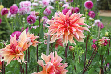 Decorative Dahlia 'Labyrinth' in flower.