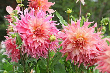 Dahlia 'Penhill Watermelon' in flower.