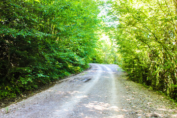 stream in the forest