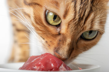Domestic cat eats raw meat.