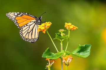 Monarch Butterfly Perched on Lantana Flower