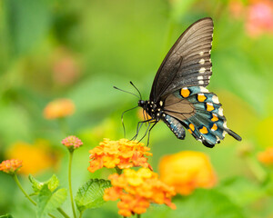 Spicebush Swallowtail Butterfly Perched on Lantana