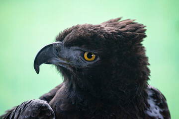 close up of a Martial eagle