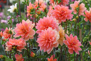 Dahlia 'Mister Frans'  in flower. © Alexandra