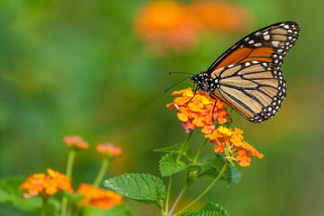 Monarch Butterfly Perched on Lantana Flower