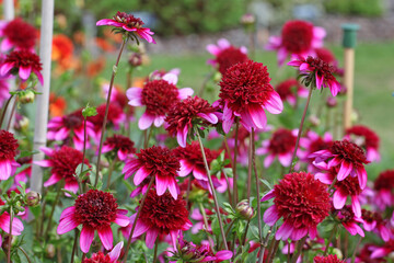 Fototapeta premium Anemone Dahlia 'Poodle Skirt' in flower