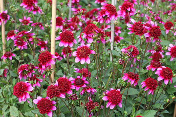 Anemone Dahlia 'Poodle Skirt' in flower