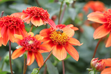 Anemone Dahlia Dahlia 'Josie' in flower