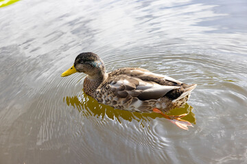 The mallard or wild duck (Anas platyrhynchos) Odense park,Denmark,Scandinavia,Europe