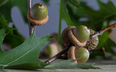 Obraz premium Oak branch with beautiful acorns