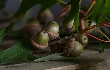 Oak branch with beautiful acorns