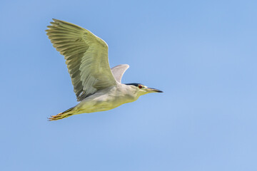 Black-crowned night heron in flight