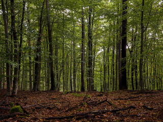 Obraz premium Mischwald Marburger Forst