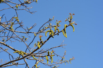 Common walnut