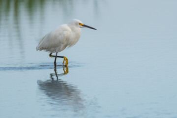 Snowy Egret on mirror of water