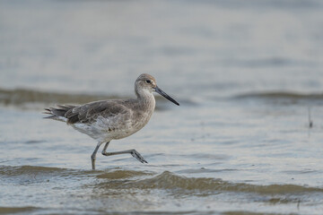 Eastern Willet at shore ling