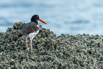 American Oyster Catcher walking on bed of oysters at low tide