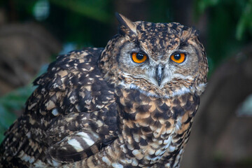 Cape Eagle Owl
