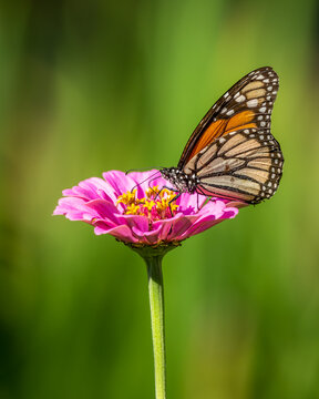 Monarch Butterfly Perched on Pink Zinnia