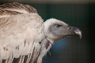 close up of a Cape vulture