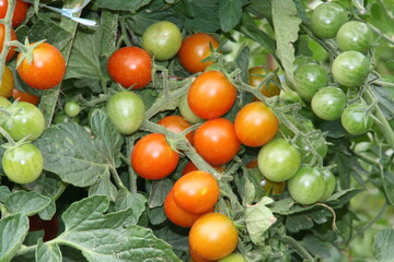 Tomates cherry madurando en la huerta