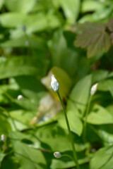 Wild garlic