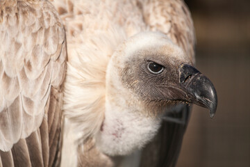 close up of a Cape vulture