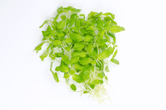Bunch of sesame microgreens on a white background. Ready to eat, fresh and green young plants of Sesamum, also known as benne, with slightly bitter taste. Close-up, from above, macro food photo.