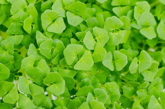 Chia Microgreens, Close Up From Above. Green Shoots And Fresh Seedlings Of Salvia Hispanica, Flowering Plant In The Mint Family Lamiaceae. Cotyledons And Young Plants, Used As Garnish And For Salads.