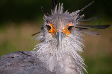 portrait of a Secretary Bird
