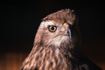 dramatic portrait of a falcon
