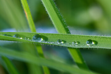Water drops (dew) on green grass leaf in the morning